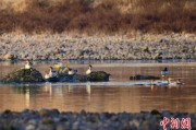 黄历查询歙县完成安徽首个县域生物多样性调查 共记录物种近4千种